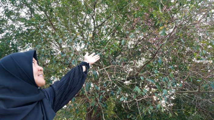 Mekarnya Bunga Sakura Menarik Perhatian Pengunjung Taman Kota Kijang
