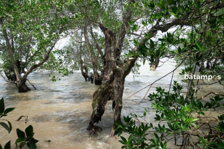 DLH Sebut 25 Persen Ekosistem Mangrove di Batam Dalam Kondisi Kritis