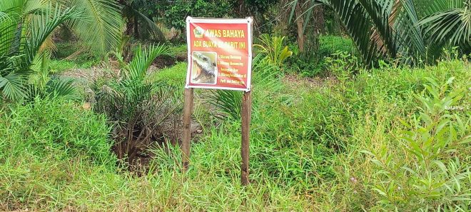 Awas…, Ada Buaya di Parit di Parit Baru, Desa Sei Sebesi, Kecamatan Kundur