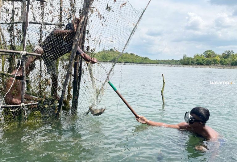 Momen Imlek Ikan Dingkis Jadi Primadona, Nelayan Belakangpadang Kebanjiran Rejeki