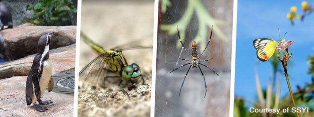 Inovasi yang Terinspirasi dari Alam