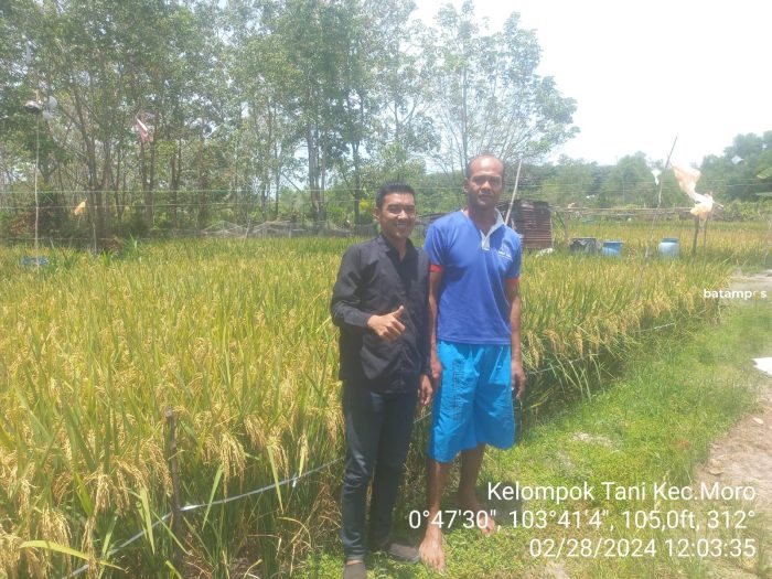 Kelompok Tani Kecamatan Moro Merintis Bertanam Padi