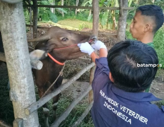 Waspada Penyebaran PMK, 300 Ekor Sapi di Bintan Disuntik Vaksin