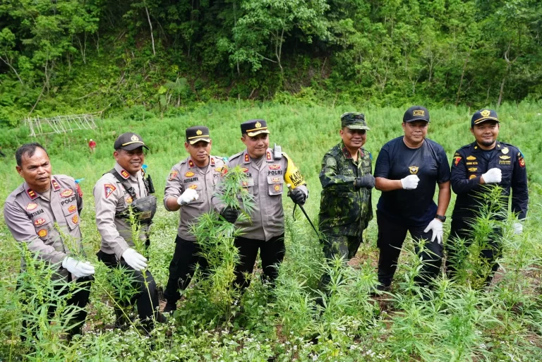 BNN Musnahkan 7 Ton Ganja Siap Panen di Aceh Besar