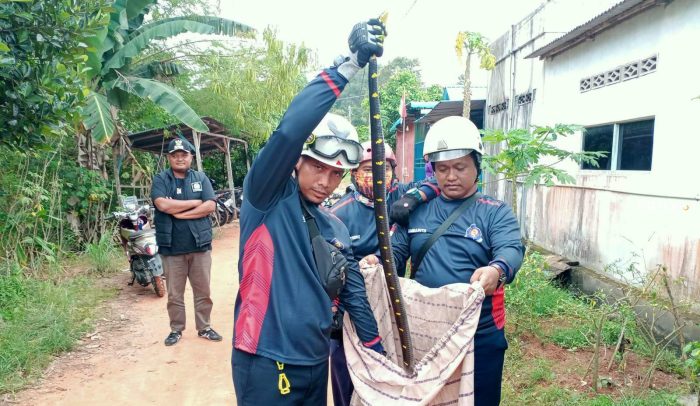 Orangtua Siswa Dikagetkan Ular Cincin Emas Sepanjang 2 Meter di Halaman Sekolah