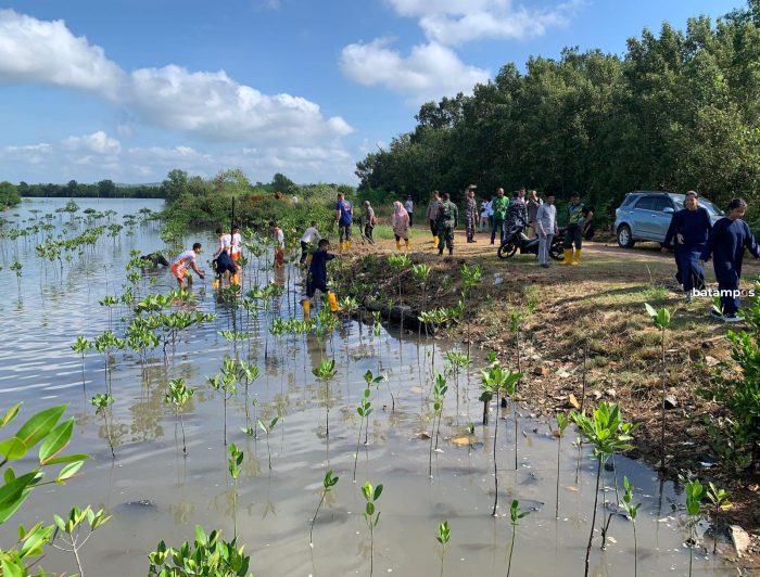 Pelajar SMP di Tanjungpinang Tanam 600 Bibit Mangrove