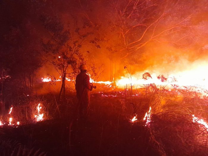 Marak Terjadi Karhutla di Bintan, Diduga Sengaja Dibakar untuk Buka Lahan