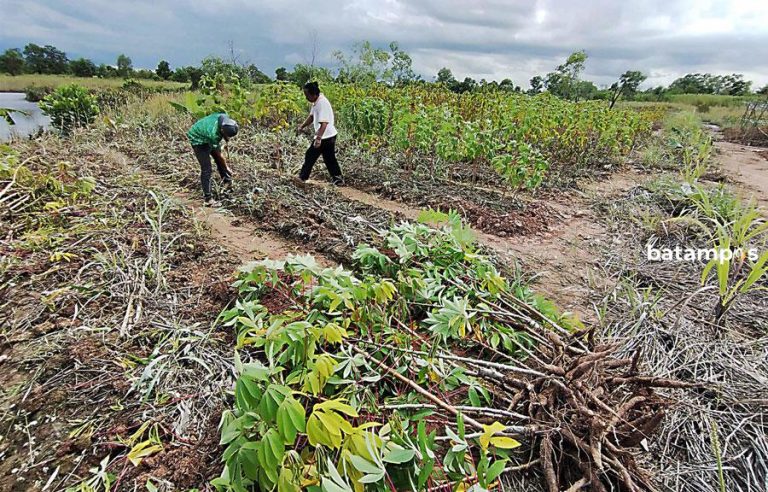 Hasil Panen Minim Bikin Harga Sayuran Melambung