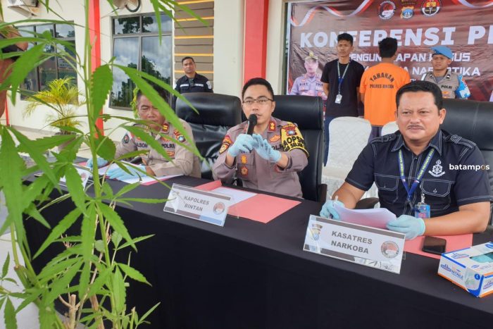 Polisi Tangkap Pemilik Tanaman Ganja di Kebun Toapaya, Pelaku Ngaku Belajar Tanam Ganja dari Youtube