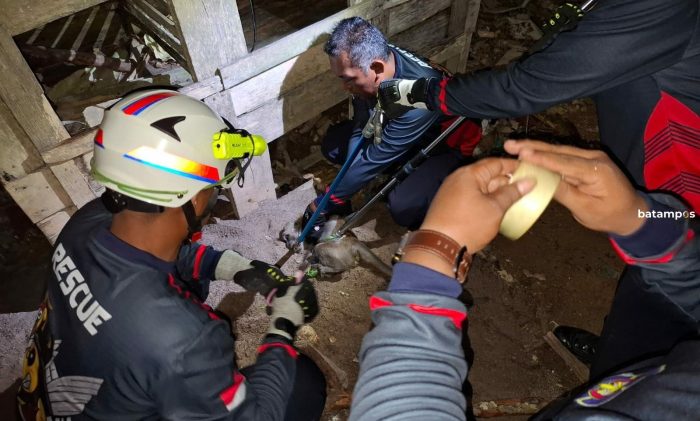 Jadi Ganas karena Sering Diganggu, Petugas Damkar Tangkap Monyet di Desa Teluk Sasah