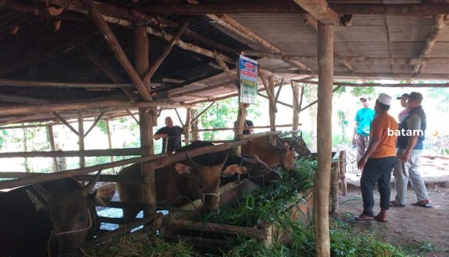 Jelang Idul Adha, Stok Hewan Kurban di Bintan 1.210 Ekor