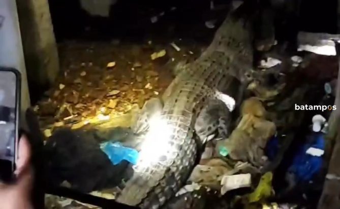 Warga Dihebohkan Kemunculan Buaya di Tembeling, Bintan