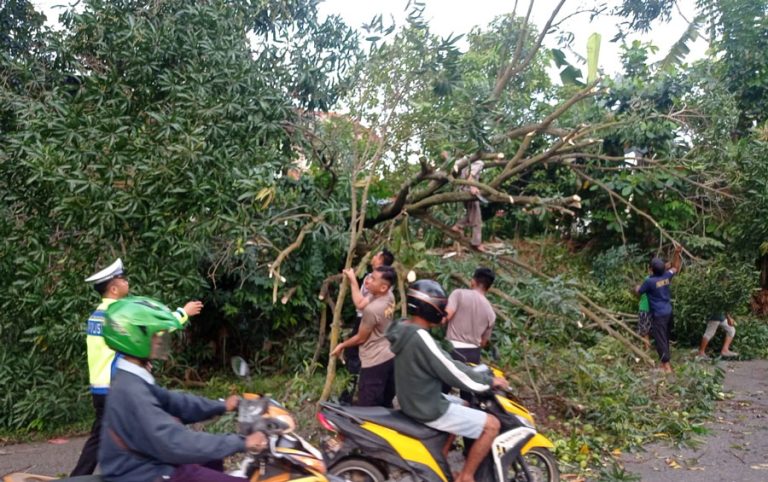 Waspada Cuaca Ekstrem dan  Pohon Tumbang di Batam