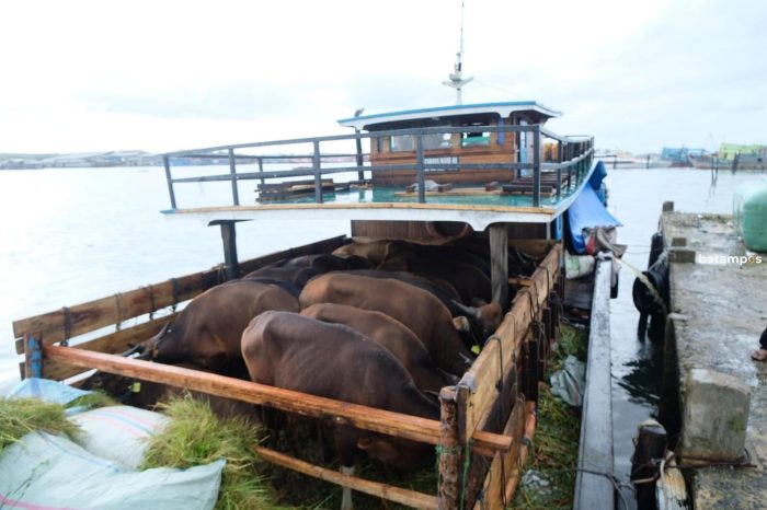 20 Ekor Sapi Tanpa Dokumen Lengkap Masuk ke Tanjungpinang