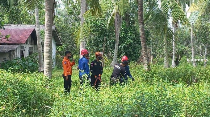 Ulat Bulu Serang Rumah dan Perkebunan Warga