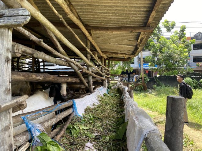 Peternak mulai Siapkan Hewan Kurban