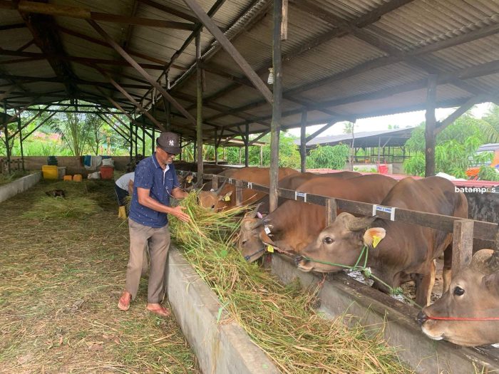 Sapi untuk Hewan Kurban di Tanjungpinang Didatangkan dari Lampung Tengah