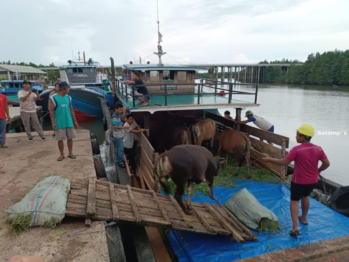 Tanpa Dokumen, 20 Sapi Asal Jambi Dipulangkan