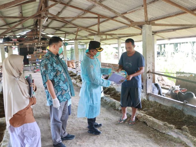 50 Ekor Sapi dari Riau Masuk ke Karimun