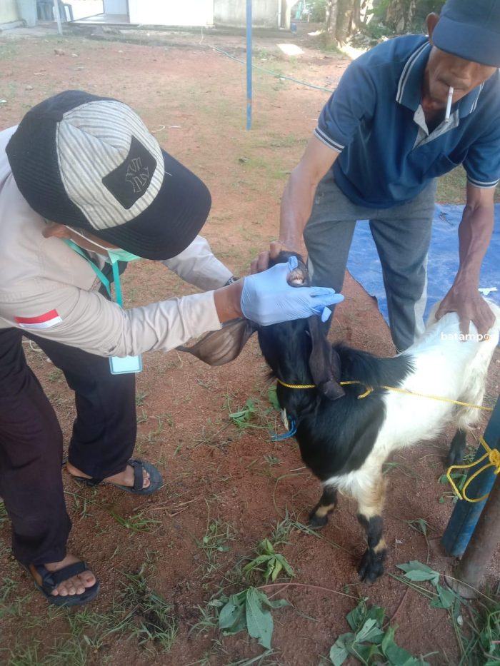 Tim Kesehatan Hewan Kurban Temukan Kasus Cacing Hati di Kecamatan Bintan Timur