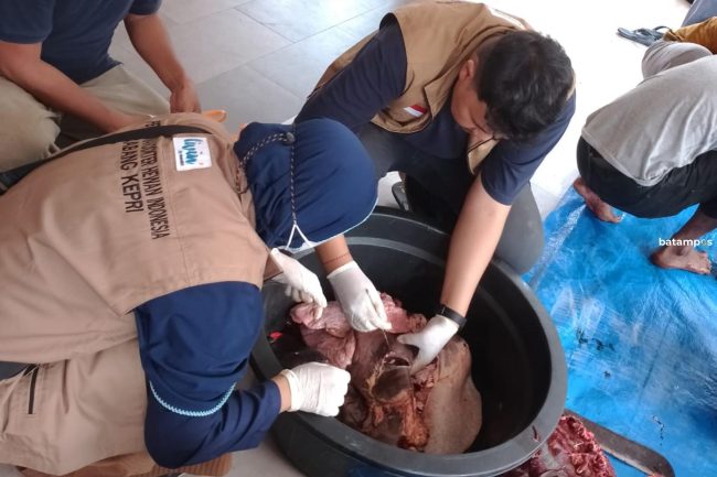 Petugas Kesehatan Hewan Sebut Daging Sapi Kurban Layak Dikonsumsi