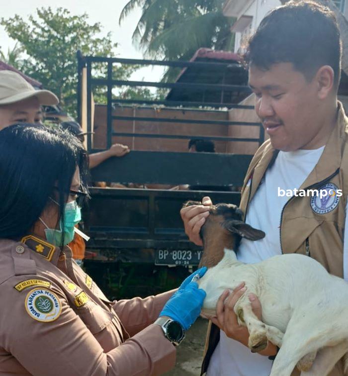 Peternak Lokal Jual Kambing ke Batam