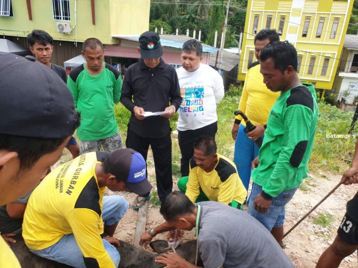 Petugas Masjid Baitul Ma’mur Kesulitan Menaklukkan Sapi Milik Wabup Anambas