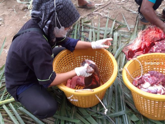 Layak Konsumsi, DP3 Anambas Tak Temukan Penyakit Pada Daging Kurban