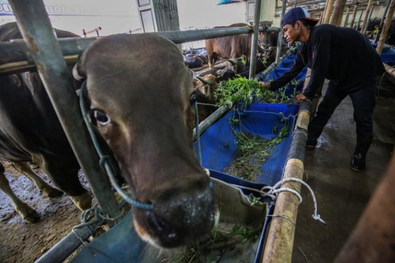 Indonesia Salurkan Seribu Hewan Kurban ke Gaza dan Tepi Barat