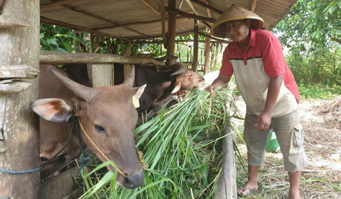 Stok Hewan Kurban di Bintan Lebih dari Cukup, Ada 1.731 Ekor