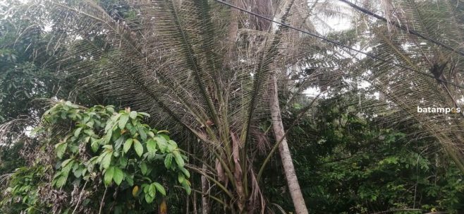 Ulat Bulu Masih Ada, Warga Minta Dilakukan Penyemprotan Kembali