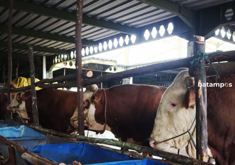 Idul Adha Sepekan Lagi, Ini Harga Jual Hewan Kurban di Batam