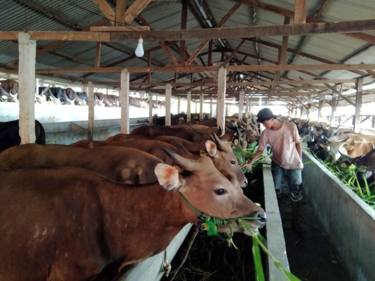 DKPP Catat Stok Hewan Kurban di Batam Capai 16 Ribu Ekor, Dipastikan Bebas PMK