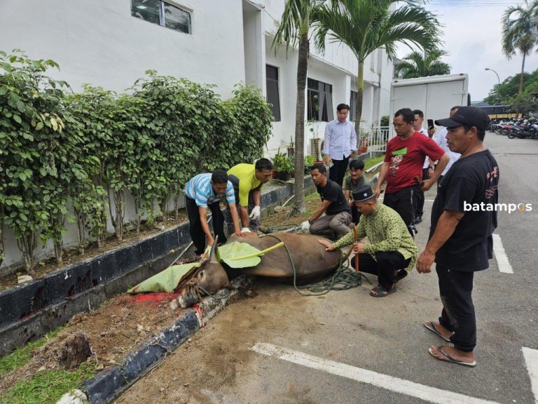 Momen Lebaran Haji, Kejari Batam Berkurban 9 Hewan Kurban