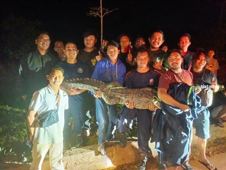 DPKP Tanjungpinang Berhasil Tangkap Buaya Muara yang Meresahkan Warga