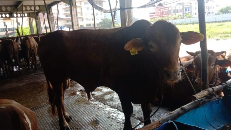 Kemenang Batam Catat 4.986 Ekor Hewan Kurban Disembelih Tahun Ini