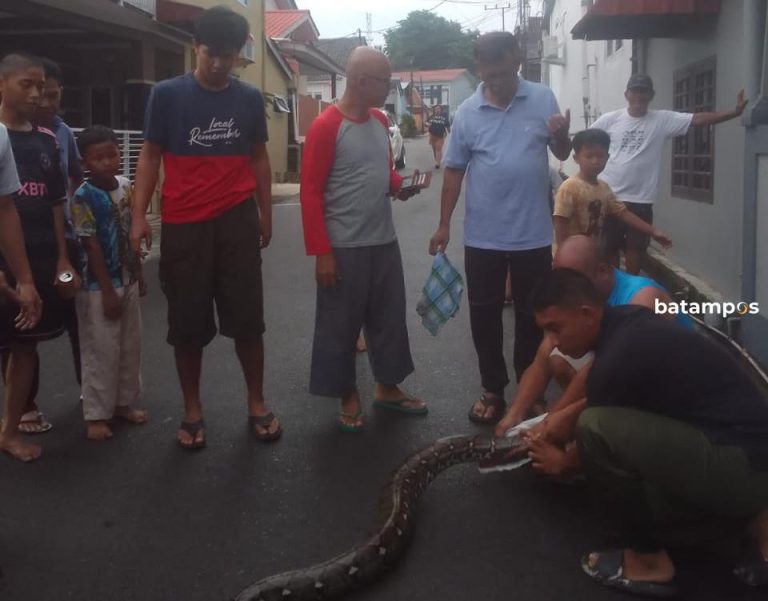 Warga Palm As Tangkap Ular Piton Sepanjang Empat Meter