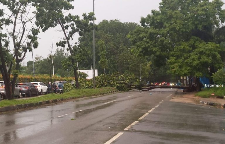 Angin Kencang di Subuh Hari, Pohon Banyak Tumbang