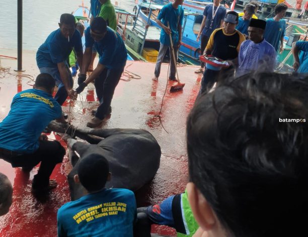 Lokasi Tak Memadai, Masjid Nurul Ihsan Tarempa Laksanakan Pemotongan Hewan Kurban di Dermaga