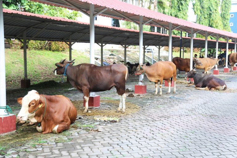 BP Batam Sembelih 14 Sapi dan 12 Kambing