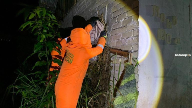 Setelah Lemas Tak Berdaya Disemprot Pertalite, Sarang Tawon Vespa di Tanjunguban, Bintan Dievakuasi