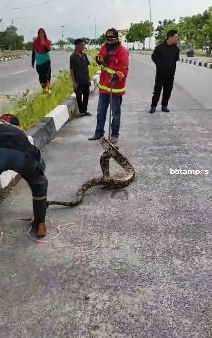 Ular Sanca Kembang Nyantai di Trotoar Coastal Area