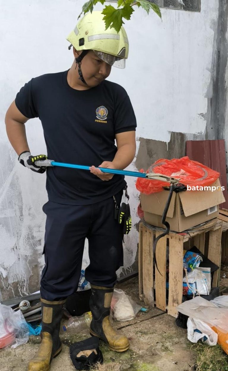 Pemilik Toko di Tanjunguban Kaget Lihat Ular Kobra saat Bersih-bersih