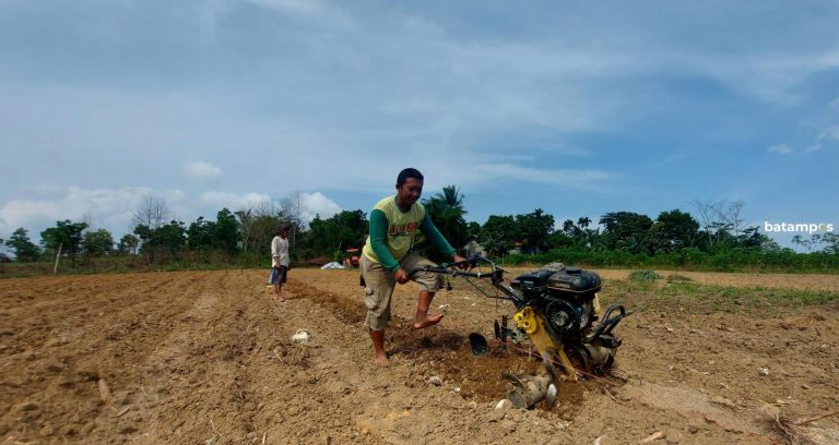 Pengembangan Benih Jagung Pipil, BSIP Kepri Gandeng Petani Kampung Sungai Jeram, Bintan