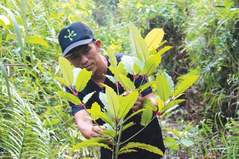 Daun Kratom Punya Efek Analgesik Layaknya Morfin