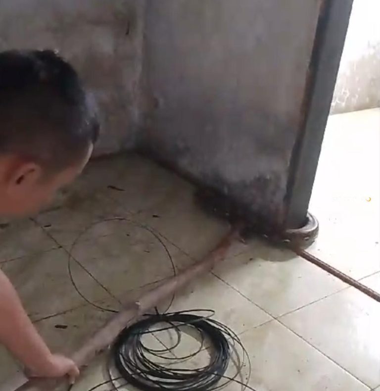 Warga Tangkap Ular Sanca 5 Meter yang Bersembunyi di Plafon Rumah