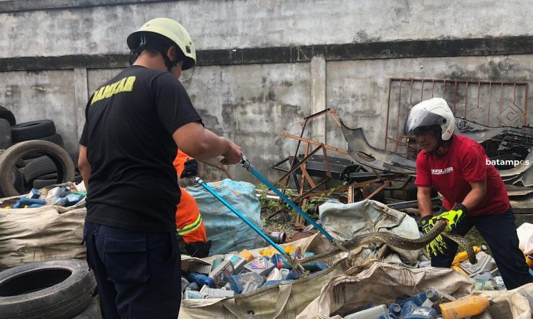 Warga Tanjunguban, Bintan Kaget Temukan Ular Phyton saat Bersih-bersih