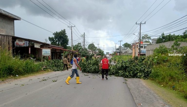 Antisipasi Pohon Tumbang Akibat Cuaca Buruk, Pohon Miring di Pinggir Jalan Kota Baru, Bintan Ditebang