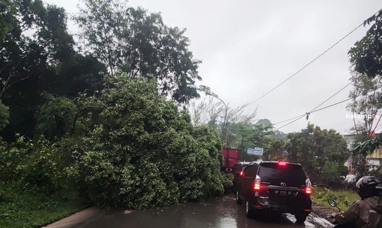 Hujan Deras, Pohon Tumbang Tutupi Badan Jalan