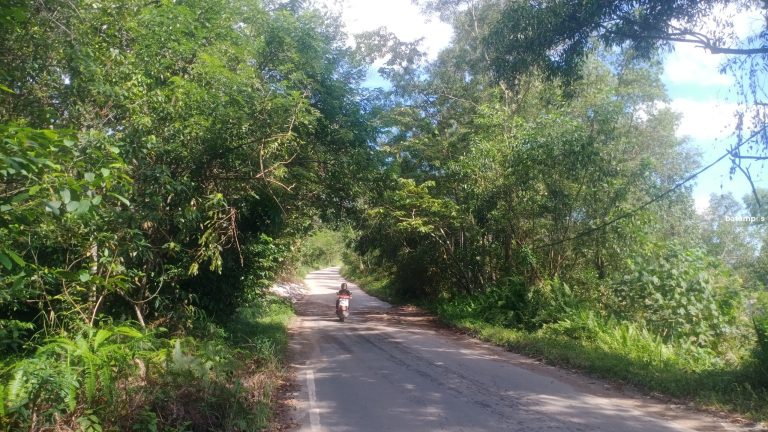 Halangi PJU dan Marka Jalan, Pepohonan di Jalan Ahmad Dahlan Ancam Keselamatan Pengendara